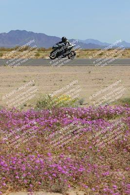 media/Mar-12-2023-SoCal Trackdays (Sun) [[d4c8249724]]/Turn 15 Inside Bloom (130pm)/